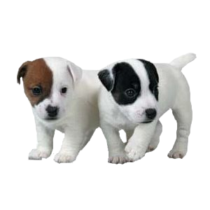 gwd_puppies904.png